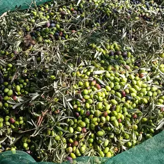 Latta da 1, da3,da5 e 10 litri