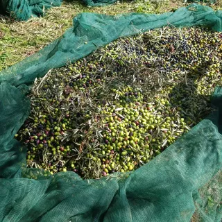 Latta da 1, da3,da5 e 10 litri