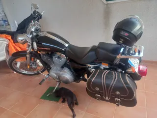 Moto Custom Harley Davison 883..