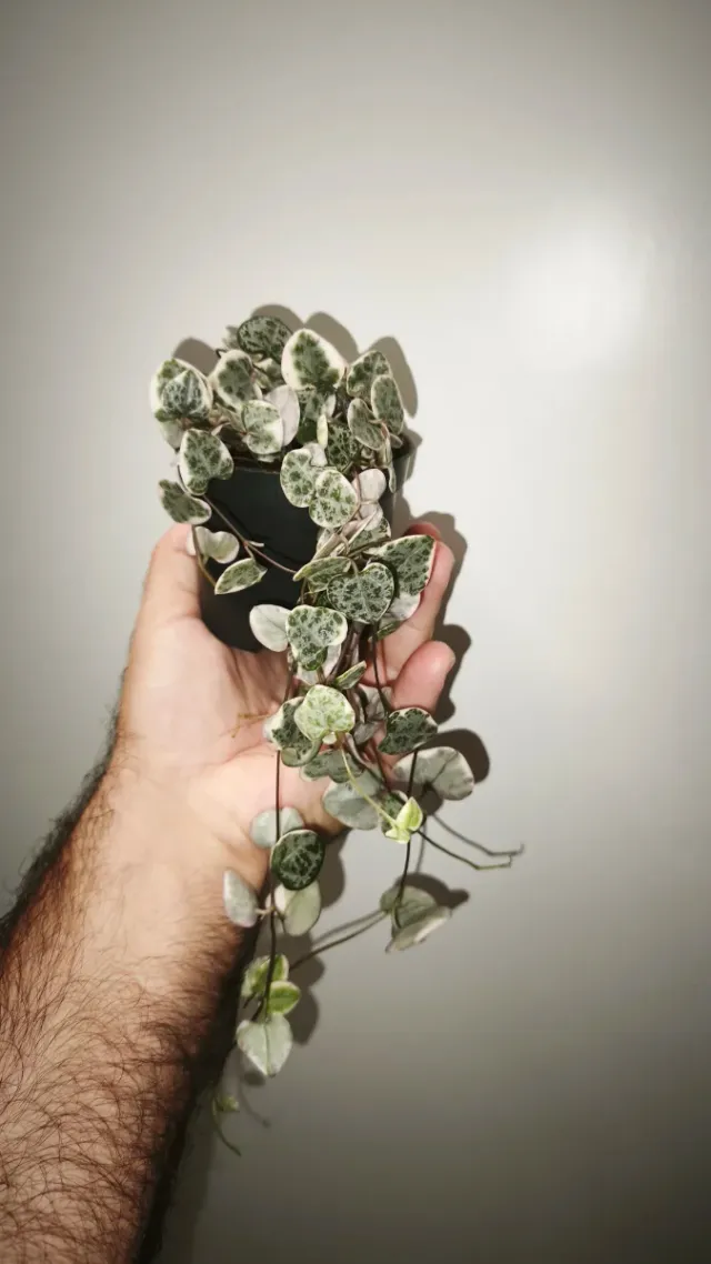 Ceropegia Variegata pianta