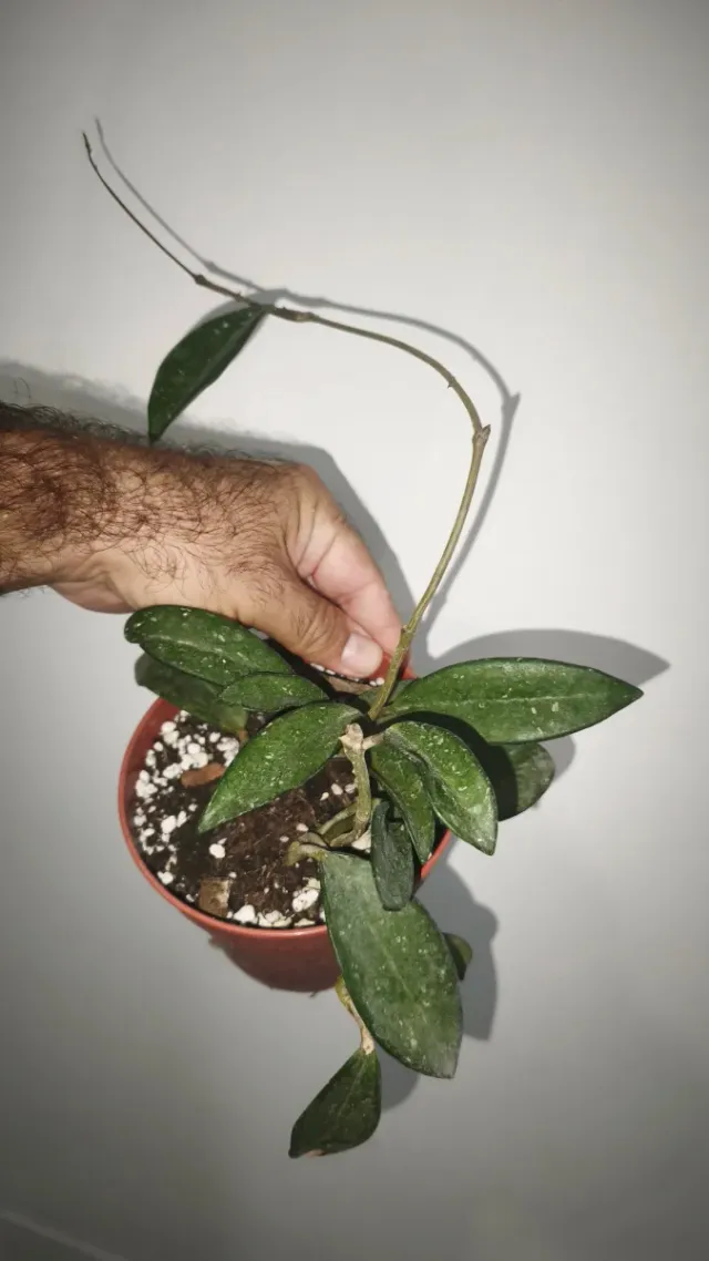 Hoya Carnosa Green Ghost