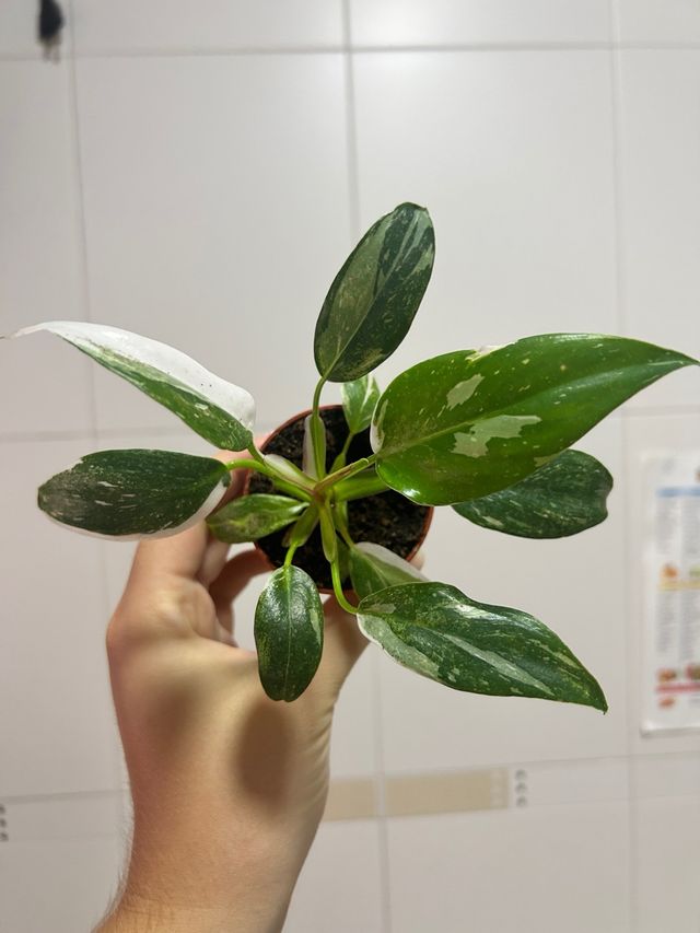 Filodendro Princesa Blanca Philodendron White