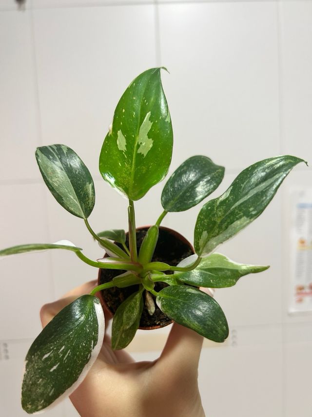 Filodendro Princesa Blanca Philodendron White