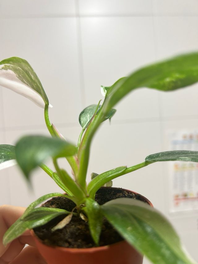 Filodendro Princesa Blanca Philodendron White