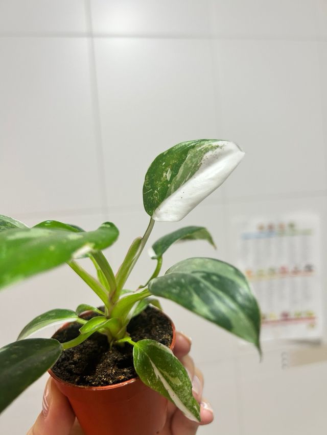 Filodendro Princesa Blanca Philodendron White