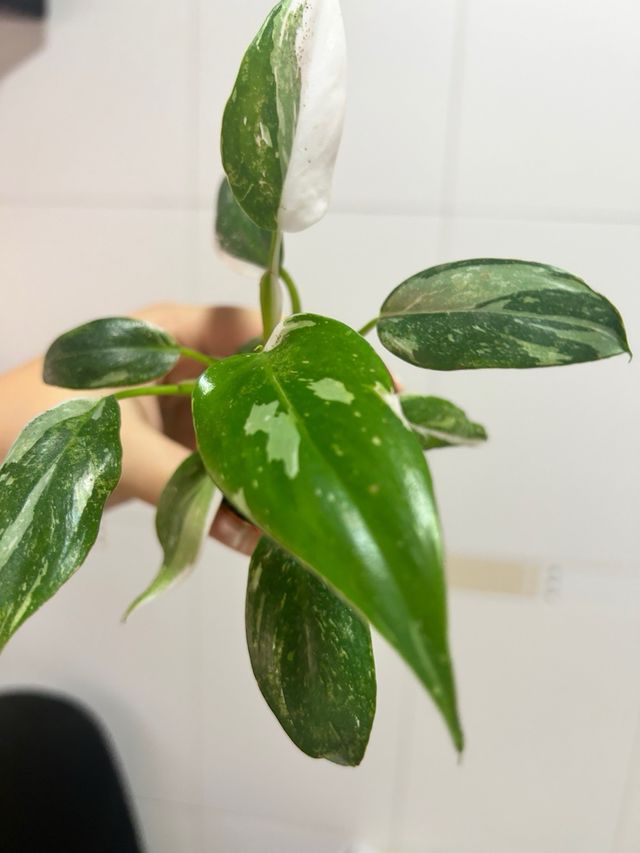 Filodendro Princesa Blanca Philodendron White