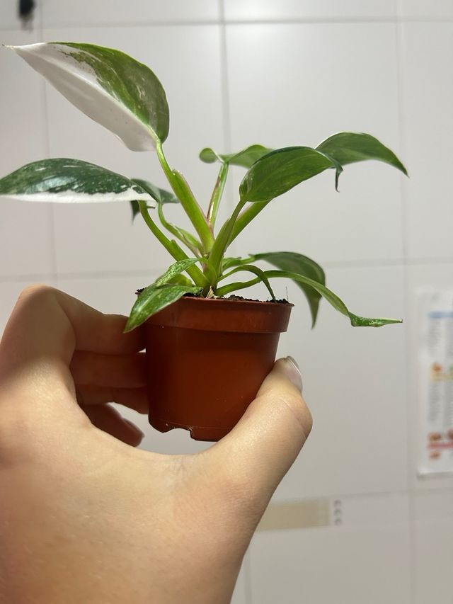 Filodendro Princesa Blanca Philodendron White