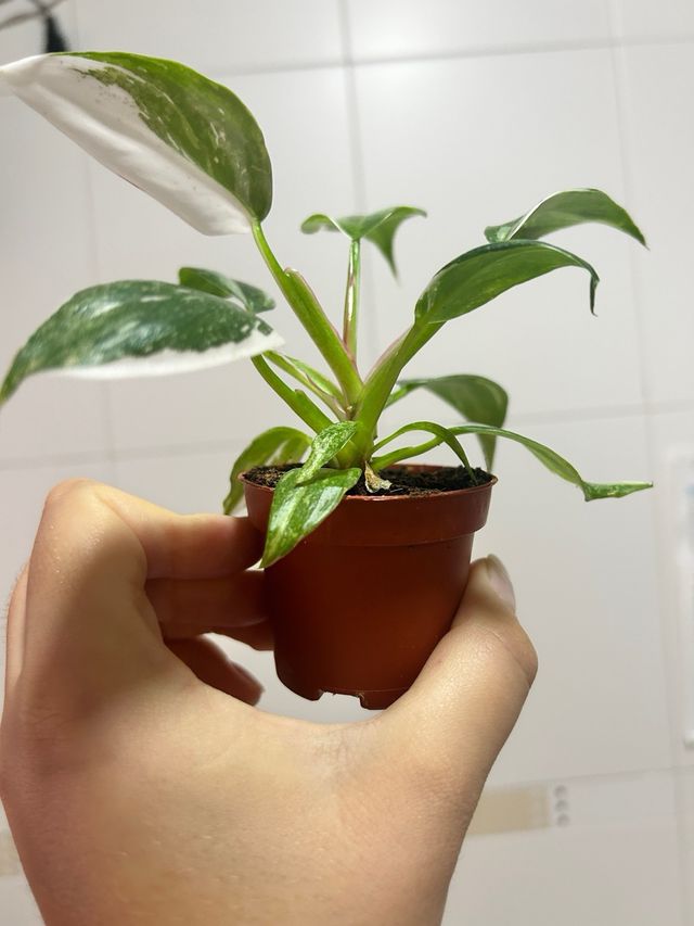 Filodendro Princesa Blanca Philodendron White