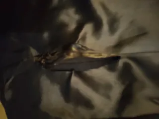 Chaqueta JUCHESCHMIT marrón