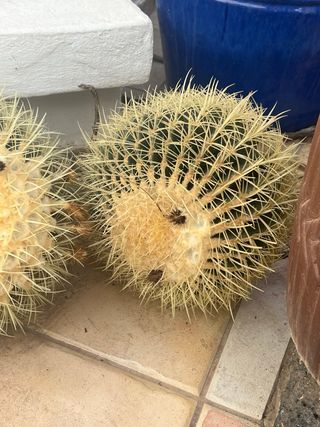 Cactus Asiento de la Suegra - 5 unidades