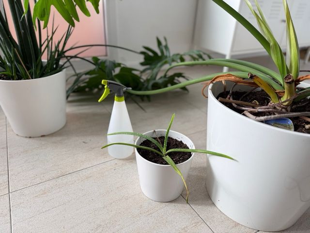 Set plantas y maceteros blancos