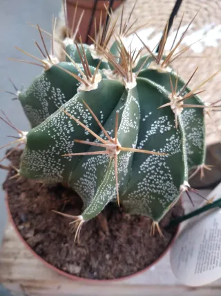 Cactus Astrophytum Estrella