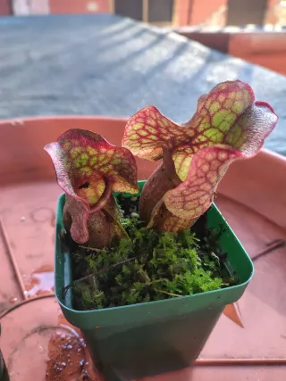 Sarracenia Purpurea Venosa