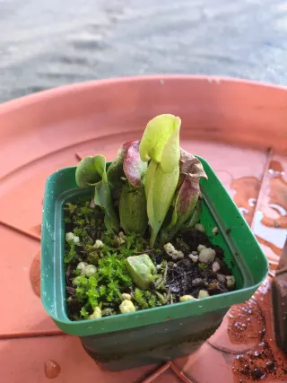 Sarracenia Purpurea Venosa