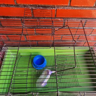 Jaula Ica grande con accesorios