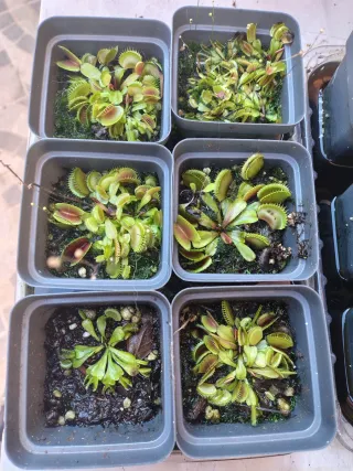 Dionaea Muscipula Sandokan