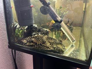 Acuario 100L Completo,mueble incluido y repuestos