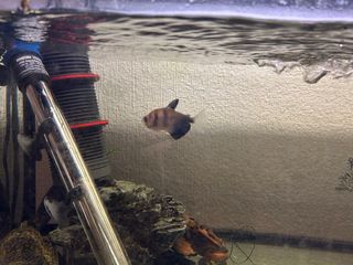 Acuario 100L Completo,mueble incluido y repuestos