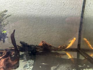 Acuario 100L Completo,mueble incluido y repuestos