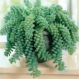 Planta crasa colgante ultimas 3 macetas