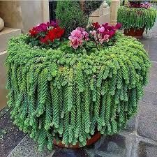 Planta crasa colgante ultimas 3 macetas