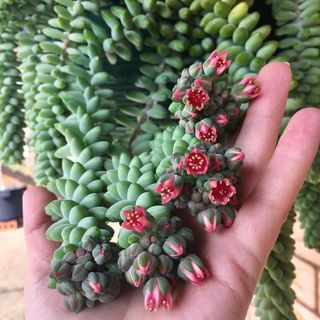 Planta crasa colgante ultimas 3 macetas