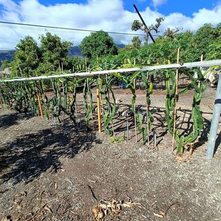 Terreno en venta en Güímar