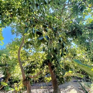 Terreno en venta en Güímar