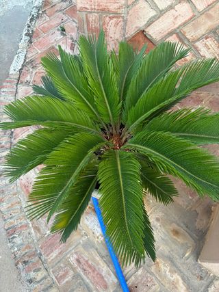 Palmera Cyca