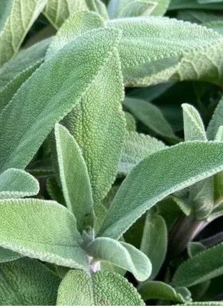 Piante aromatiche salvia, rosmarino, alloro