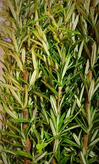 Piante aromatiche salvia, rosmarino, alloro