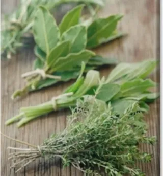 Piante aromatiche salvia, rosmarino, alloro