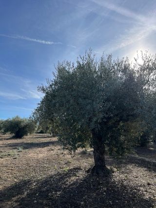 3 Hectáreas Olivar Secano entre Tivissa i Móra