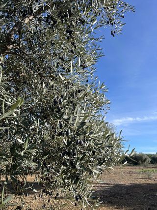 3 Hectáreas Olivar Secano entre Tivissa i Móra