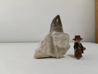 Enorme diente de Mosasaurio en mandíbula