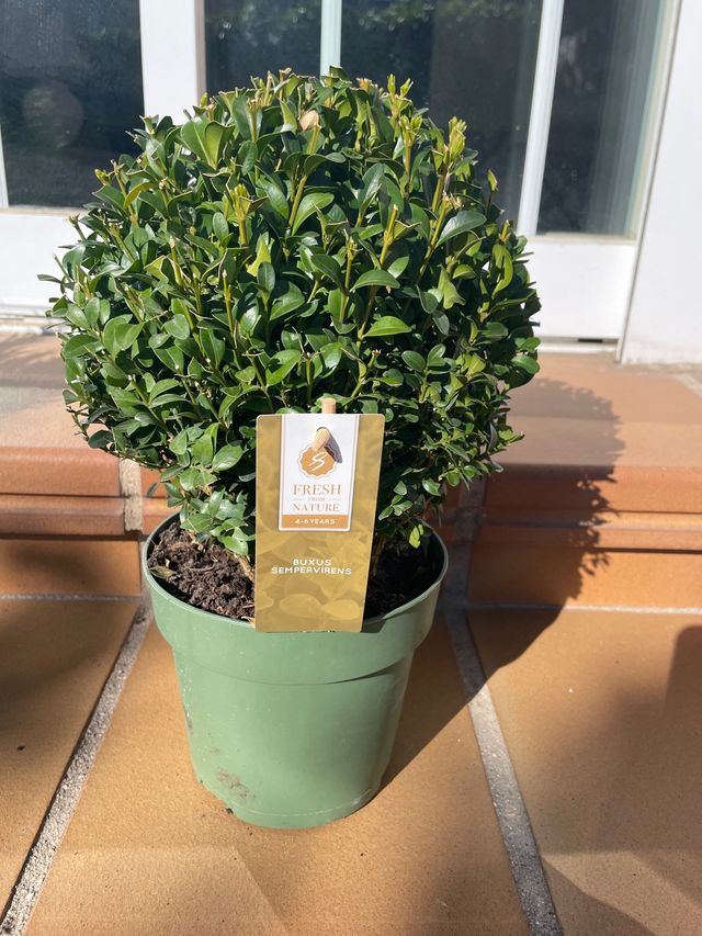 Boj (buxus) en maceta