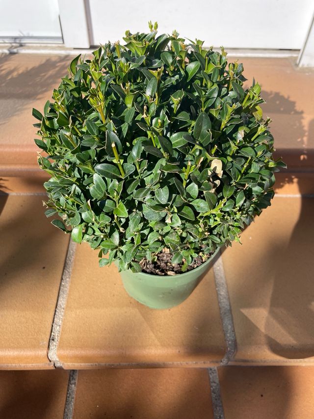 Boj (buxus) en maceta