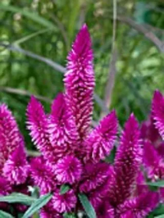 50 Semillas Celosia Plumosa Morada Frescas