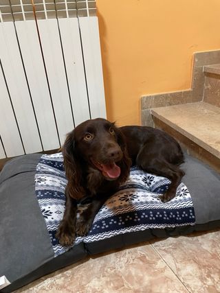 Colchoneta + cama  para perros 84x66x19