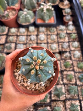 Astrophytum cactus oibo