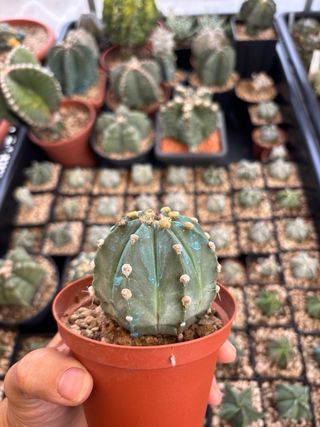 Astrophytum cactus oibo