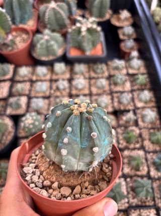 Astrophytum cactus oibo