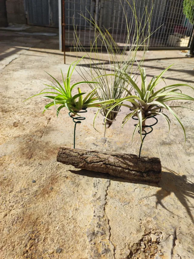Tillandsias en soporte de madera