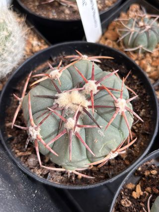 cactus Echinocactus horizonthalonius succulenta