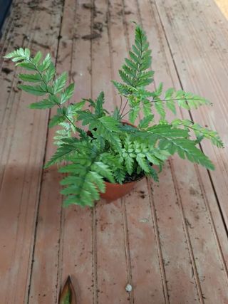 Helecho Polystichum planta interior terrario Ø8