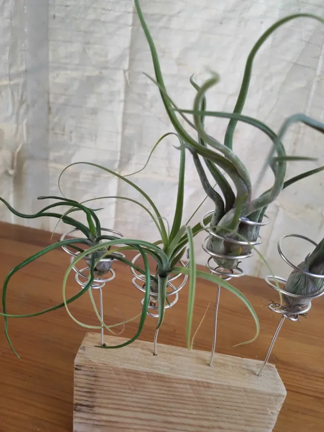 Tillandsias con soporte de madera