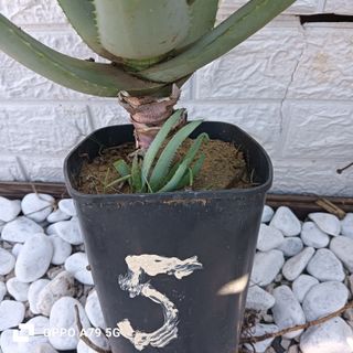 Aloe Ferox Pianta