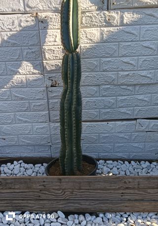 Cactus Cereus