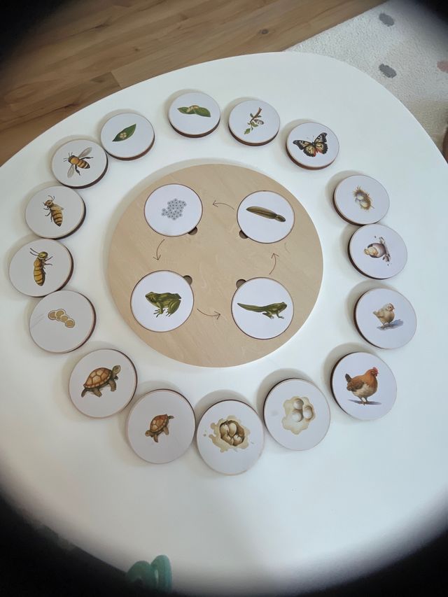 Juego madera ciclos vida animal