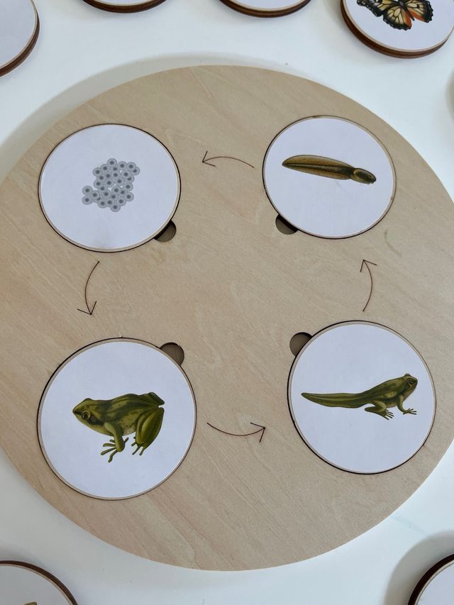 Juego madera ciclos vida animal